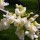 Cercis canadensis f. alba 'Royal White' (12/03/2015)  added by Shoot)