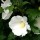 Hibiscus syriacus 'Totus Albus' (12/03/2015)  added by Shoot)