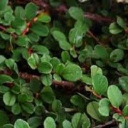 Cotoneaster dammeri 'Frieders Evergreen' (12/03/2015)  added by Shoot)