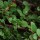 Cotoneaster dammeri 'Frieders Evergreen' (12/03/2015)  added by Shoot)