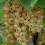 Ribes rubrum 'White Pearl'