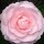 Camellia japonica subsp. rusticana (02/03/2015)  added by Shoot)