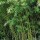 Phyllostachys humilis (02/03/2015)  added by Shoot)