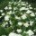  (01/12/2020) Hydrangea arborescens 'Grandiflora' added by Shoot)
