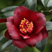 Camellia x williamsii 'Tulip Time'