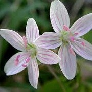 Claytonia virginica (10/01/2015)  added by Shoot)