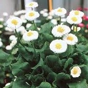 Bellis perennis 'Galaxy White' (10/01/2015)  added by Shoot)