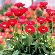 Bellis perennis 'Galaxy Red' (10/01/2015)  added by Shoot)