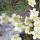 Saxifraga paniculata (10/01/2015)  added by Shoot)