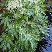 Fatsia japonica 'Moseri' (06/12/2014)  added by Shoot)