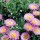 Erigeron glaucus 'Sea Breeze' (06/12/2014)  added by Shoot)