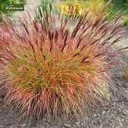 Miscanthus sinensis 'Red Chief' (10/01/2015)  added by Shoot)