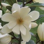 Magnolia 'Fairy Magnolia Cream' (10/01/2015)  added by Shoot)