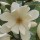 Magnolia 'Fairy Magnolia Cream' (10/01/2015)  added by Shoot)