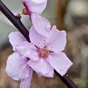 Prunus x persicoides 'Spring Glow'