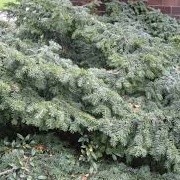 Taxus baccata 'Prostrata' (10/01/2015)  added by Shoot)