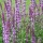  (01/02/2017) Salvia nemorosa 'Amethyst' added by Shoot)