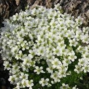 Saxifraga 'White Star' (10/01/2015)  added by Shoot)