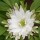 Anemone nemorosa 'Wisley White Form' (10/01/2015)  added by Shoot)