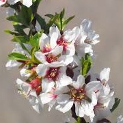 Prunus dulcis 'Guara'