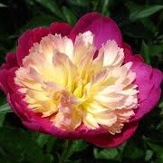Paeonia lactiflora 'Gay Paree' (09/01/2015)  added by Shoot)