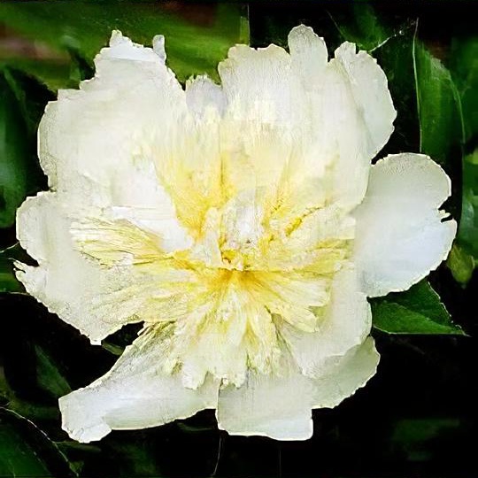 Paeonia lactiflora 'Goldilocks'