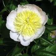 Paeonia lactiflora 'Honey Gold' (09/01/2015)  added by Shoot)
