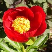 Paeonia 'Scarlet O'Hara'