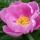 Paeonia lactiflora 'Nymphe' (09/01/2015)  added by Shoot)