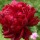 Paeonia lactiflora 'Philippe Rivoire' (09/01/2015)  added by Shoot)