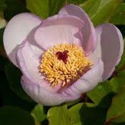 Paeonia lactiflora 'Picotee' (07/06/2015)  added by Shoot)