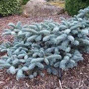 Abies procera 'Glauca Prostrata' (27/01/2015)  added by Shoot)