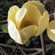 Magnolia 'Honey Tulip'