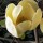 Magnolia 'Honey Tulip' (27/01/2015)  added by Shoot)