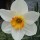 Narcissus 'Flower Record' (27/01/2015)  added by Shoot)
