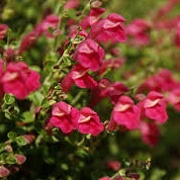 Scutellaria suffrutescens 'Texas Rose'