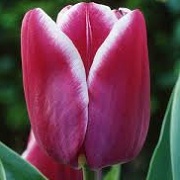 Tulipa 'Bolroyal Dream'