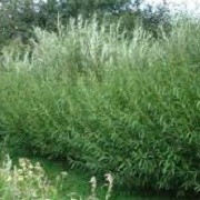 10 Common Osier Willow 4-5 ft,for Basket Making,Salix Viminalis Hedging Plants 3fatpigs®