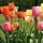 Tulipa (any spring-blooming hybrid variety) (19/01/2015)  added by Shoot)