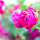 Rosa 'Ascot' (Ascot') Added by Nicola