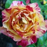 Rosa 'Camille'