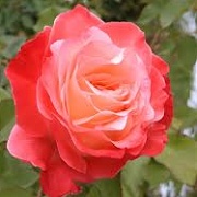 Rosa 'Brigadoon'