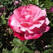 Rosa 'Color Magic'