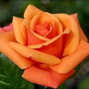Rosa 'Orange Passion'