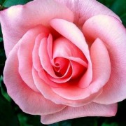  (11/03/2021) Rosa 'Arielle' added by Shoot)