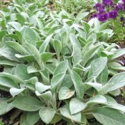  (13/05/2021) Stachys byzantina 'Big Ears' added by Shoot)