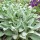  (13/05/2021) Stachys byzantina 'Big Ears' added by Shoot)