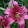 Lilium 'Purple Prince' (05/03/2015)  added by Shoot)