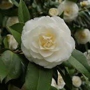 Camellia japonica 'White Perfection' (04/03/2015)  added by Shoot)