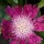 Stokesia laevis 'Color Wheel' (04/03/2015)  added by Shoot)